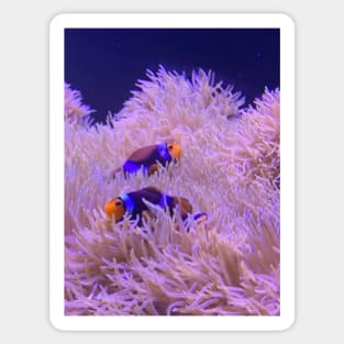 Two Clown Fish Sticker